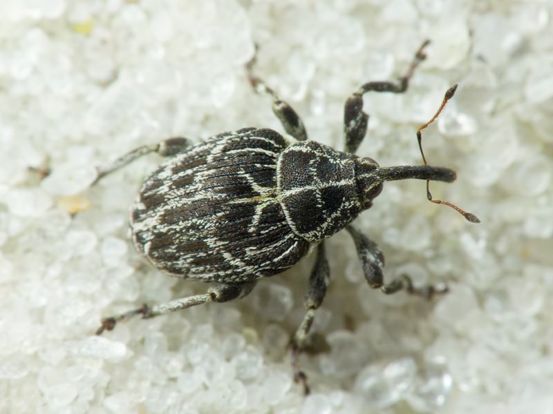 Mogulones geographicus (Goeze, 1777)